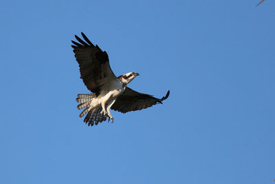 Low angle view of eagle flying in sky