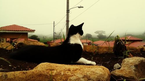 Side view of cat sitting against built structure