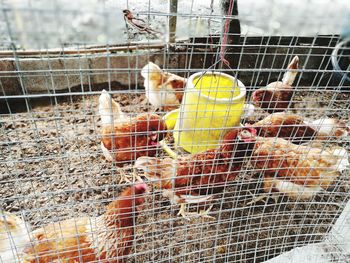 Close-up of birds in cage