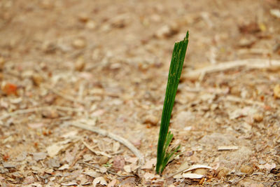 Close-up of plant