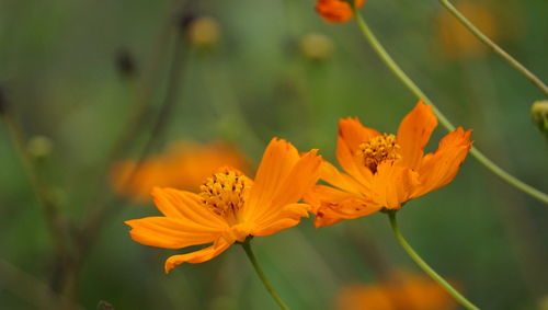 Close-up of orange flowering plant