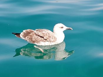 High angle view of seagull perching on a lake