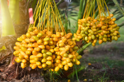 Close-up of grapes