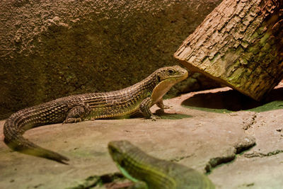 Close-up of lizard on wall