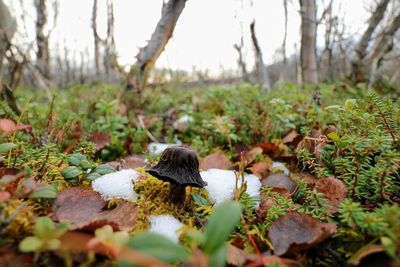 Close-up of lizard on field in forest