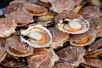 Fresh scallops on a seafood market at dieppe france