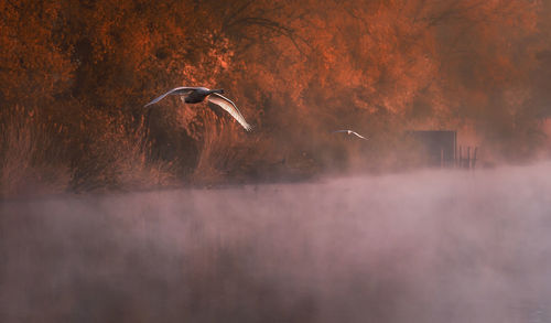 Birds flying in autumn