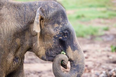 Close-up of elephant