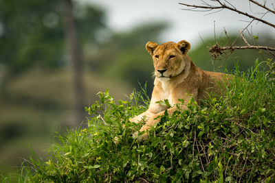 Lion sitting on plants in forest