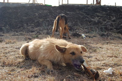 Close-up of dog on field