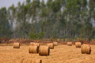 Hay bales on field against trees