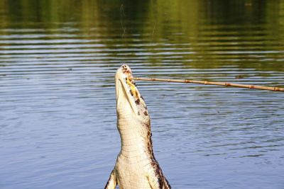 Scenic view of lake