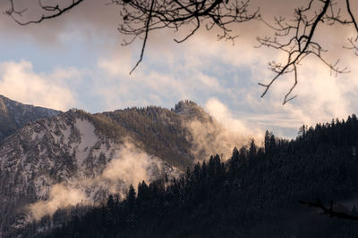 Bare trees against cloudy sky