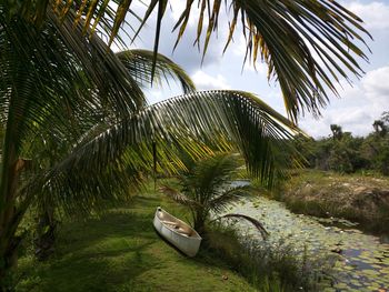 Boat moored by stream in forest