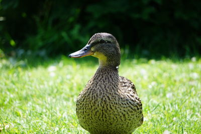 Close-up of mallard duck on field