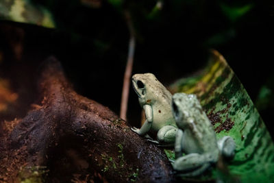 Close-up of frogs