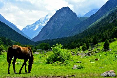 Horse grazing on field against mountains