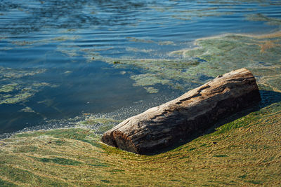 High angle view of driftwood on beach