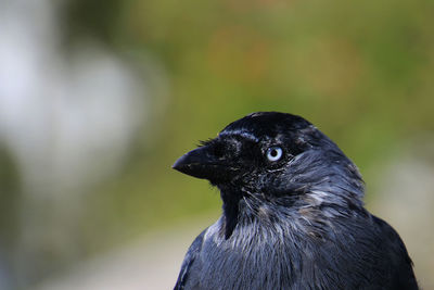 Close-up of jackdaw looking away