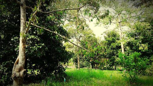 Trees growing in park
