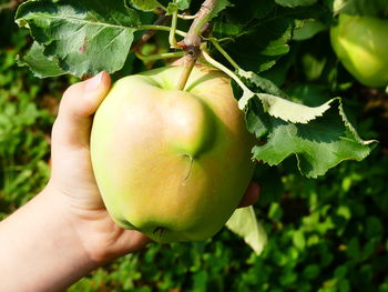 Close-up of hand holding apple