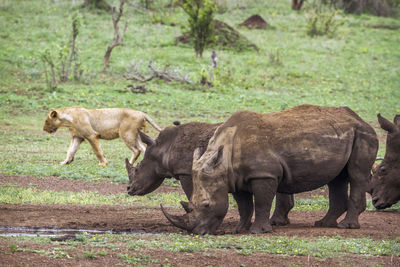 Rhinoceroses grazing on land