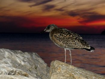 Close-up of bird perching on rock against sea during sunset