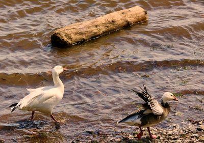 Birds on lake