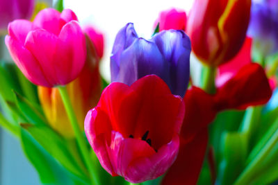 Close-up of red tulip flowers