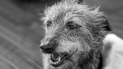 Close-up of dog looking away