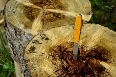 Close-up of tree trunk