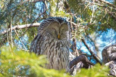 Close-up of a bird