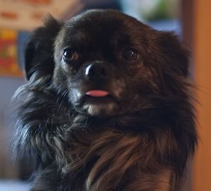 Close-up portrait of black dog