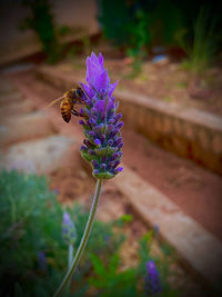 Close-up of bee pollinating on purple flower