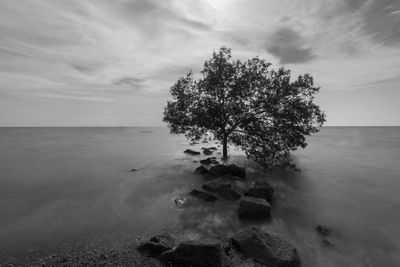 Tree by sea against sky