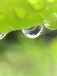 Close-up of water drops on leaf