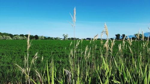 Scenic view of wheat field against clear sky