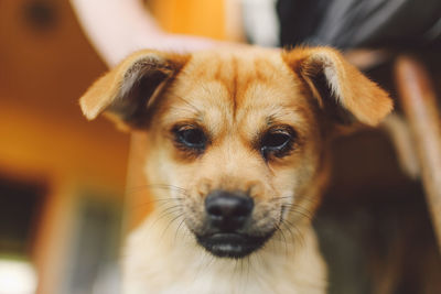 Portrait of brown dog