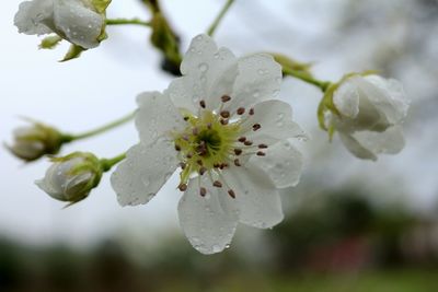 Close-up of dew drops on flower