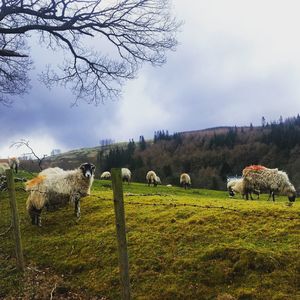 Flock of sheep grazing at pasture against cloudy sky