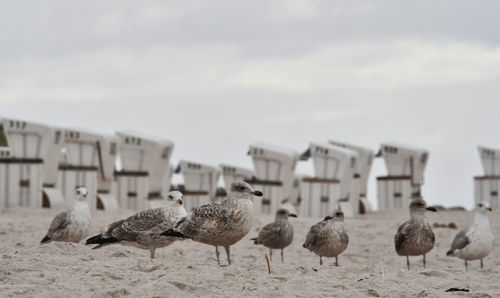 Flock of seagulls on beach