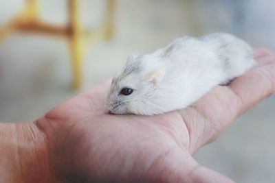 Close-up of hand holding rabbit