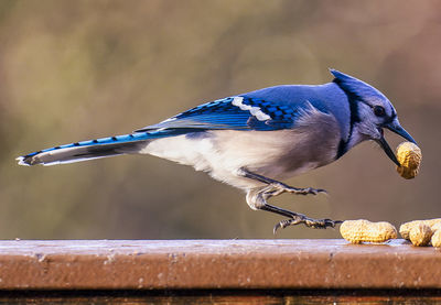 A bluejay finds a peanut on a frozen backyard bird bath