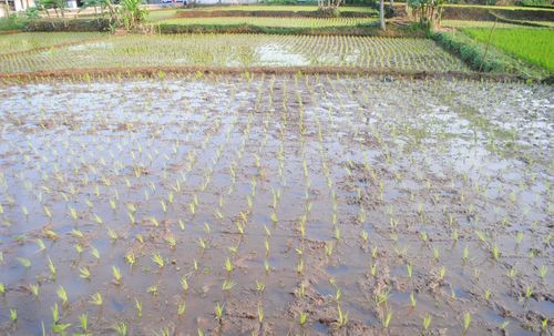 High angle view of corn field