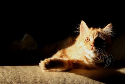 Portrait of cat relaxing on bed