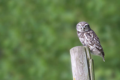 Close-up of little owl perching on wooden post