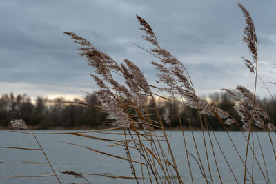 Close-up of snow covered plants against sky