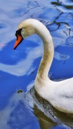 Close-up of white swan in lake