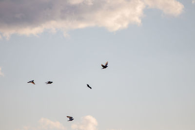 Low angle view of birds flying