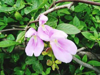 Close-up of pink flowers growing on plant